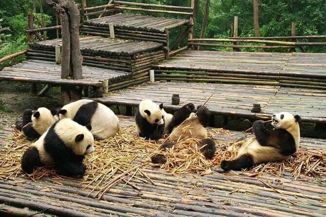 Chengdu Panda and Huanglongxi Ancient Town Private Day Tour - Practical Details and Tips