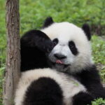 Chengdu Panda base and Leshan Giant Buddha one day private tour - Who Is This Tour Best For?
