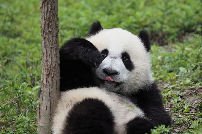 Chengdu Panda base and Leshan Giant Buddha one day private tour - Who Is This Tour Best For?