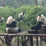 Chengdu Panda Base Day Trip from Shanghai by Air plus Martial Marquis Temple - Practical Tips for Your Trip
