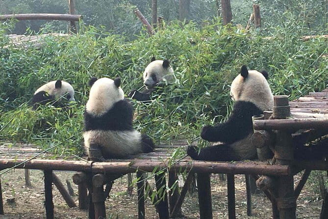 Chengdu Panda Base Day Trip from Shanghai by Air plus Martial Marquis Temple - Practical Tips for Your Trip