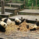 Chengdu Panda Base Tour and More As Your Wish - Conclusions: Who Will Love This Tour?