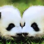 Chengdu Panda & Giant Buddha Day Tour With Private Transfer - An Honest Breakdown of the Tour Experience
