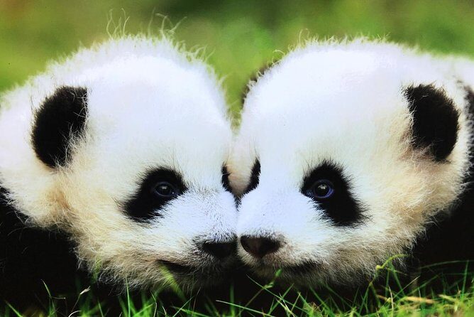 Chengdu Panda & Giant Buddha Day Tour With Private Transfer - An Honest Breakdown of the Tour Experience