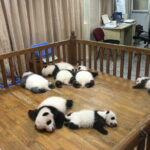 Chengdu Private Day of City Highlights and Panda Experience - Final Thoughts