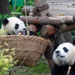 Chengdu Private Full Day Panda Breeding Center and Sanxingdui Museum Tour - Considering the Value