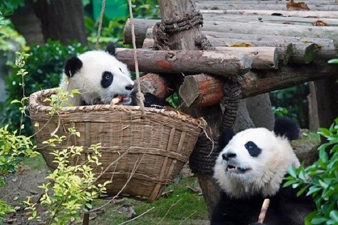 Chengdu Private Full Day Panda Breeding Center and Sanxingdui Museum Tour - Considering the Value