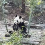 Chengdu Private Tour of Panda Experience - Who Will Love This Tour?