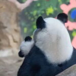 Chengdu Sichuan 5 Day Exploration - Day 4: Culture, Parks, and City Skylines