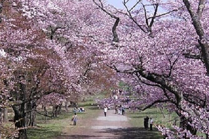 Cherry Blossom Experience including Shizunai Nijukken Road - Who Will Love This Tour?