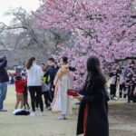 Cherry Blossom Mount Fuji Customizable Luxury vehicle Guided Tour - Who is This Tour Best For?