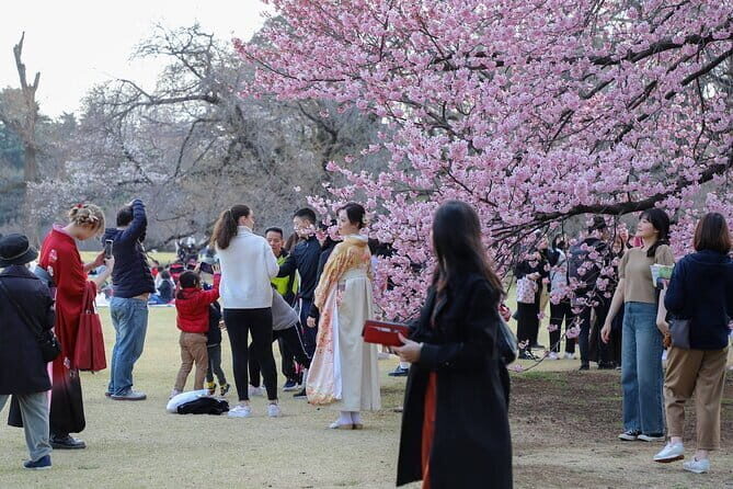 Cherry Blossom Mount Fuji Customizable Luxury vehicle Guided Tour - Who is This Tour Best For?