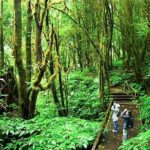 CHIANG MAI: Doi Inthanon NationPark-Royal Project-Waterfall-Lunch - Authentic Insights from Travelers