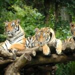 Chiang Mai Night Safari Tour including Transfer (Minimum 2 pax) - Who is This Tour Best For?