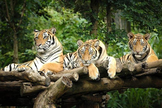 Chiang Mai Night Safari Tour including Transfer (Minimum 2 pax) - Who is This Tour Best For?