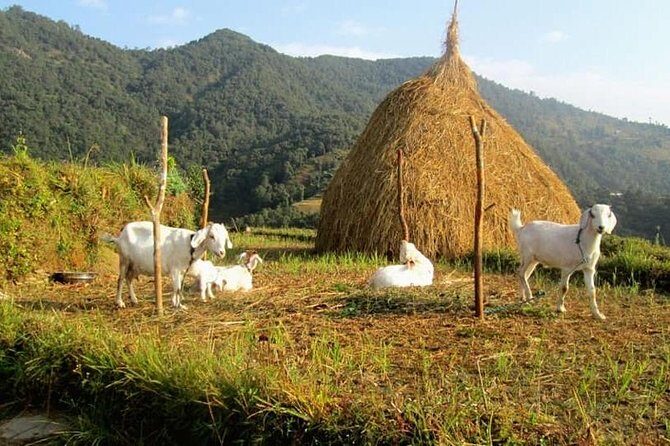 Chisapani Danda And Birchok Day Hike From Pokhara - The Sum Up