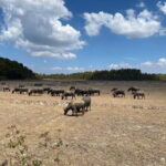 Coffee, Wine and Tea Da Lat's Agricultural Treasures Tour - Practical Details and Value