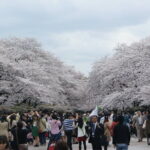 Conquer Tokyo's Best Cherry Blossom Viewing Spots in One Day - An In-Depth Look at the Cherry Blossom Tour in Tokyo