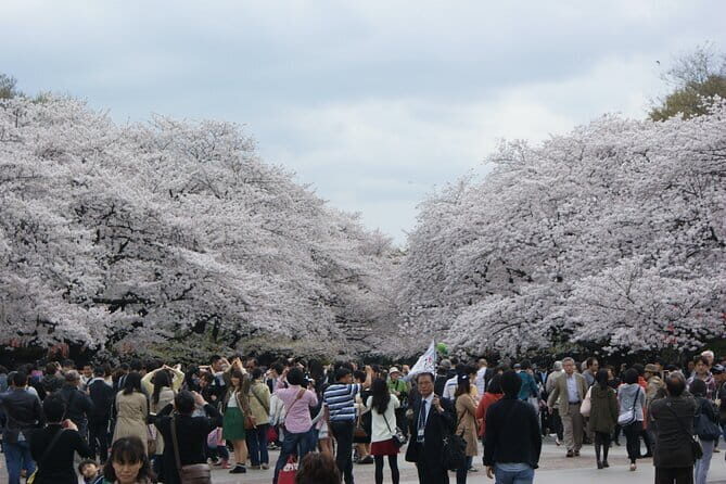 Conquer Tokyo's Best Cherry Blossom Viewing Spots in One Day - An In-Depth Look at the Cherry Blossom Tour in Tokyo