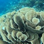 Coron Shipwrecks and Lusong Coral Garden tour (Private / Shared) - Final Thoughts on the Coron Shipwrecks and Lusong Coral Garden Tour