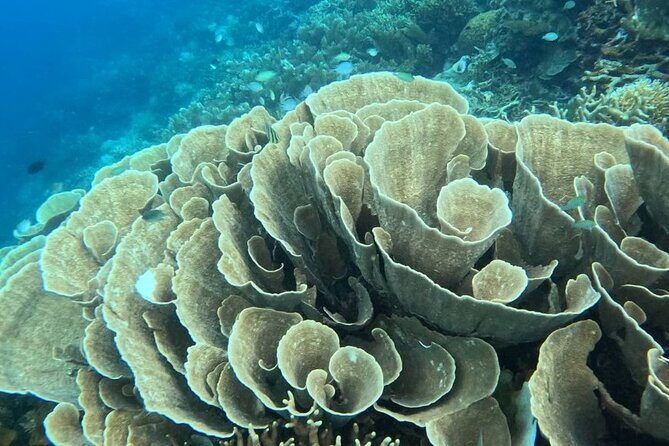 Coron Shipwrecks and Lusong Coral Garden tour (Private / Shared) - Final Thoughts on the Coron Shipwrecks and Lusong Coral Garden Tour