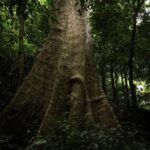 Cuc Phuong National Park Trekking: Private Day Tour From Hanoi - Frequently Asked Questions