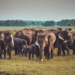 Dambulla to Trincomalee Shuttle & Safari Drive - Pickup & Transfer