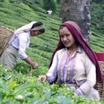 Darjeeling & Gangtok tour - Who Should Consider This Tour?