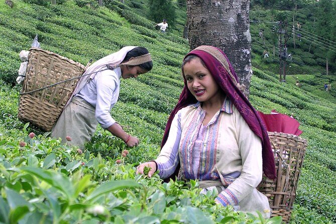 Darjeeling & Gangtok tour - Who Should Consider This Tour?