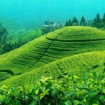 Darjeeling Tea Garden Tour - The Not-So-Perfect Aspects