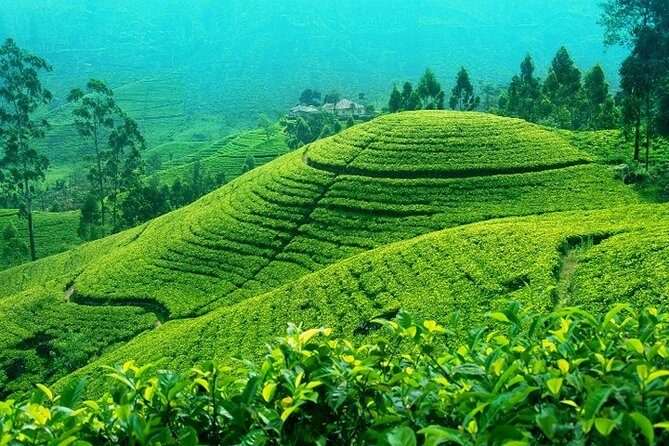 Darjeeling Tea Garden Tour - The Not-So-Perfect Aspects