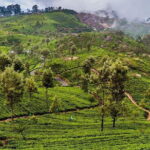 Day Excursion to Lipton Seat & Dambatenne Tea Factory from Ella - Who This Tour Is Perfect For