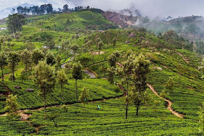 Day Excursion to Lipton Seat & Dambatenne Tea Factory from Ella - Who This Tour Is Perfect For
