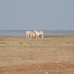 Day Excursion to Little Rann Of Kutch from Ahmedabad - Final Thoughts: Who Should Consider This Tour?