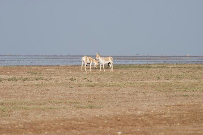 Day Excursion to Little Rann Of Kutch from Ahmedabad - Final Thoughts: Who Should Consider This Tour?