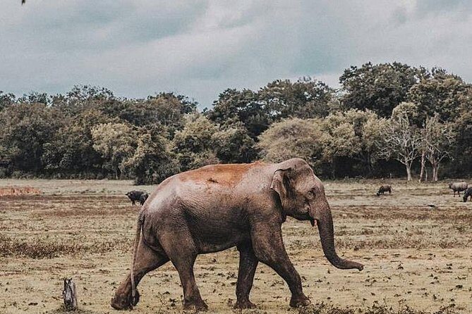 Day Excursions to Minneriya National Park Safari From Negombo - The Journey: From Negombo to Minneriya