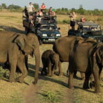 Day Excursions to Udawalawe From Bentota - The Sum Up