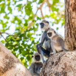 Day Excursions to Udawalawe from Bentota - Frequently Asked Questions