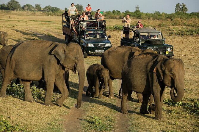 Day Excursions to Udawalawe From Bentota - The Sum Up