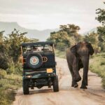 Day Excursions to Udawalawe From Galle (Transfer only) - Analyzing the Value