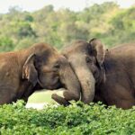 Day Excursions to Wasgamuwa National Park From Negombo - Who Would Love This Experience?