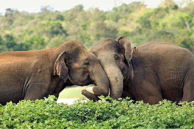 Day Excursions to Wasgamuwa National Park From Negombo - Who Would Love This Experience?