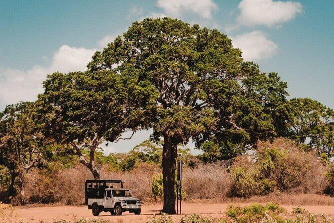 Day Excursions to Wilpattu National Park from Negombo - Pros and Cons: What Travelers Are Saying