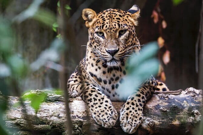 Day Tour from Colombo to Yala National Park Safari - Frequently Asked Questions