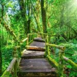 Day Tour in Doi Inthanon National Park & 2 Hour-Hiking with Lunch - The Experience We Loved