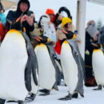 Day Tour to Asahiyama Zoo Biei Blue Pond Furano by Private Car - Practicalities and Tips
