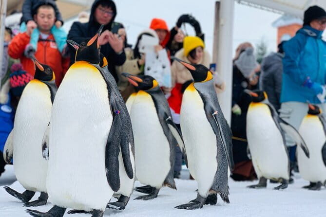 Day Tour to Asahiyama Zoo Biei Blue Pond Furano by Private Car - Practicalities and Tips