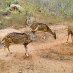 Day Tour To Ridiyagama Safari Park From Colombo - Is This Tour Worth It?