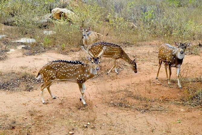 Day Tour To Ridiyagama Safari Park From Colombo - Is This Tour Worth It?