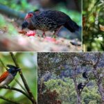 Day Tour to Sinharaja Rain Forest - Who Would Love This Tour?